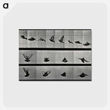 アートポストカード-Flying Cockatoo
 - エドワード マイブリッジ Postcard.