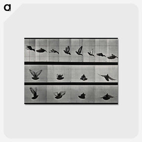 1-24_Eadweard-Muybridge_postcard