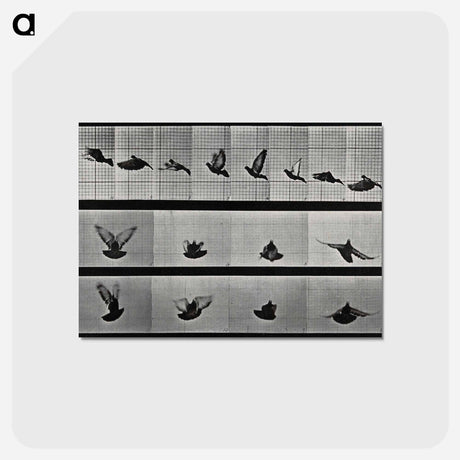 アートポストカード-Flying Cockatoo
 - エドワード マイブリッジ Postcard.