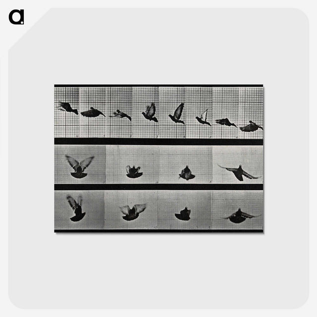 1-24_Eadweard-Muybridge_postcard