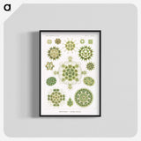 1-24_Ernst-Haeckel_blk-crop