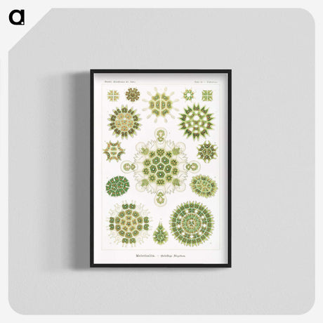 1-24_Ernst-Haeckel_blk-crop