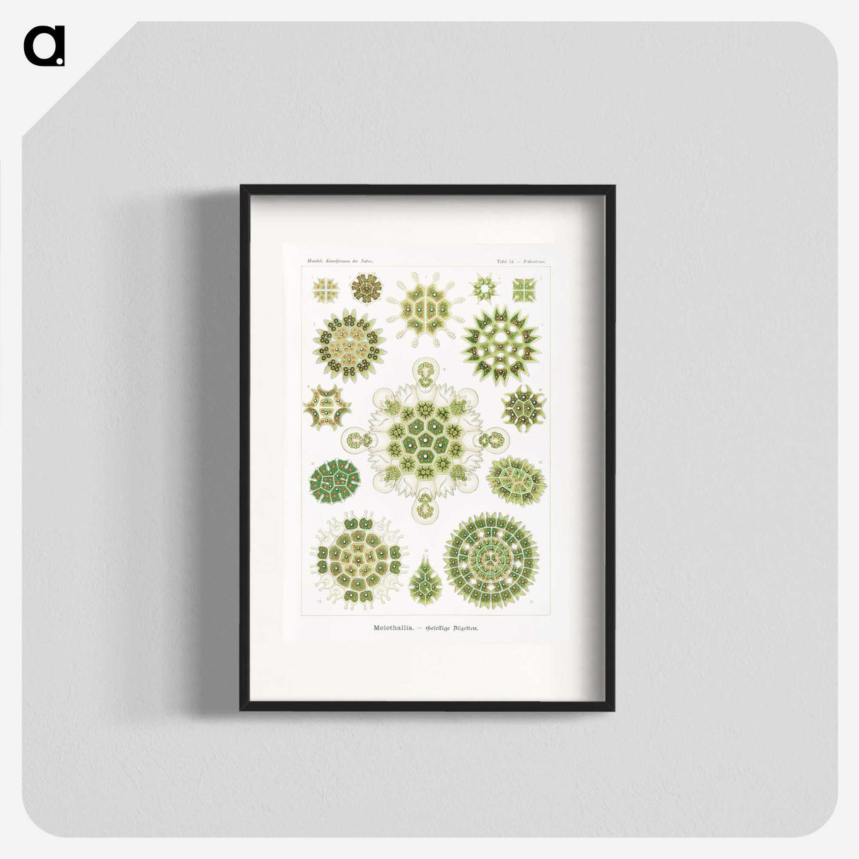 1-24_Ernst-Haeckel_blk