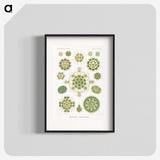 1-24_Ernst-Haeckel_blk