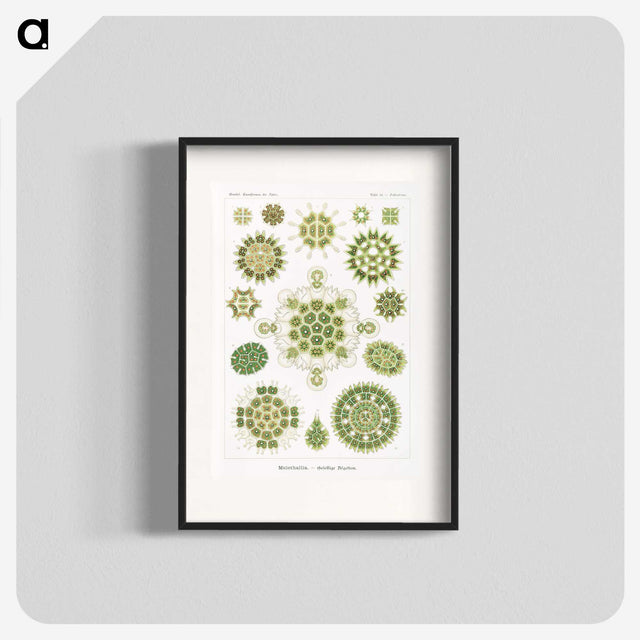 1-24_Ernst-Haeckel_blk