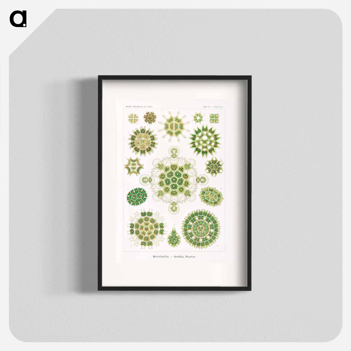 Melethallia–Gesellige Algetten from Kunstformen der Natur - エルンスト ヘッケル Poster.