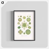 Melethallia–Gesellige Algetten from Kunstformen der Natur - エルンスト ヘッケル Poster.