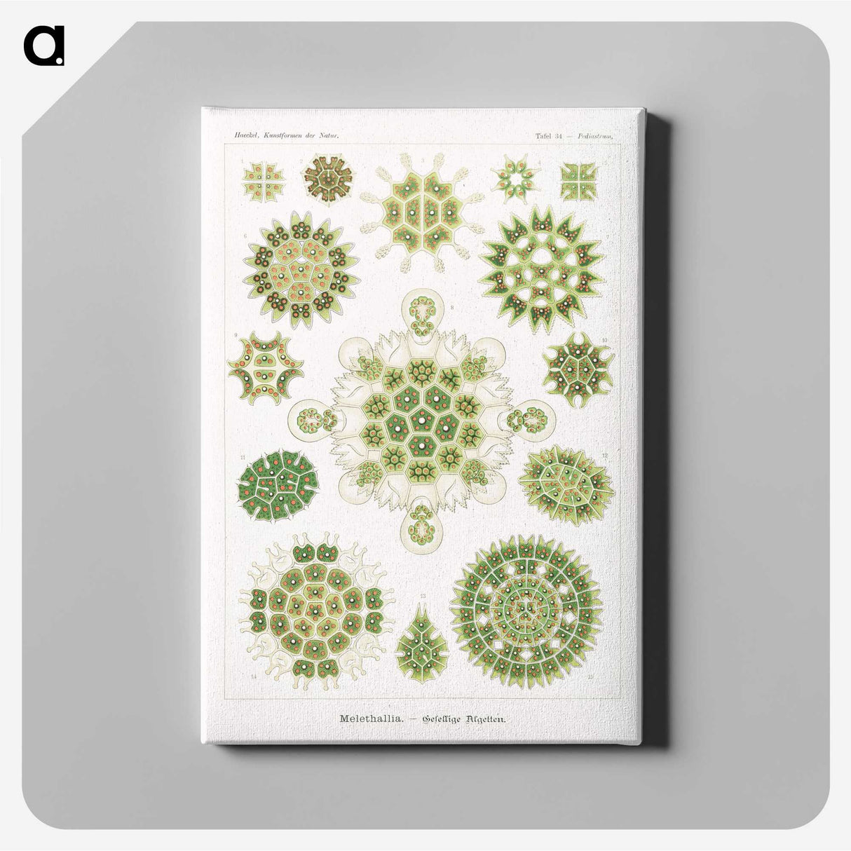 1-24_Ernst-Haeckel_canvas