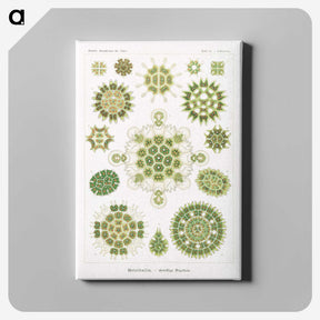 1-24_Ernst-Haeckel_canvas