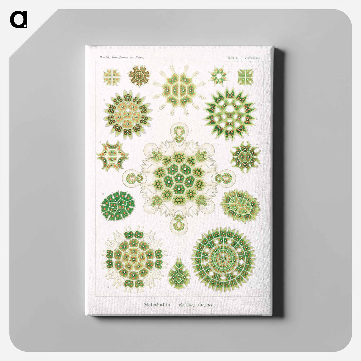 Melethallia–Gesellige Algetten from Kunstformen der Natur - エルンスト ヘッケル Canvas.
