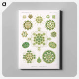 Melethallia–Gesellige Algetten from Kunstformen der Natur - エルンスト ヘッケル Canvas.