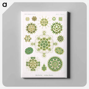 アートパネル-Melethallia–Gesellige Algetten from Kunstformen der Natur - エルンスト ヘッケル Canvas.
