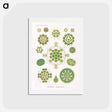 アートポストカード-Melethallia–Gesellige Algetten from Kunstformen der Natur - エルンスト ヘッケル Postcard.