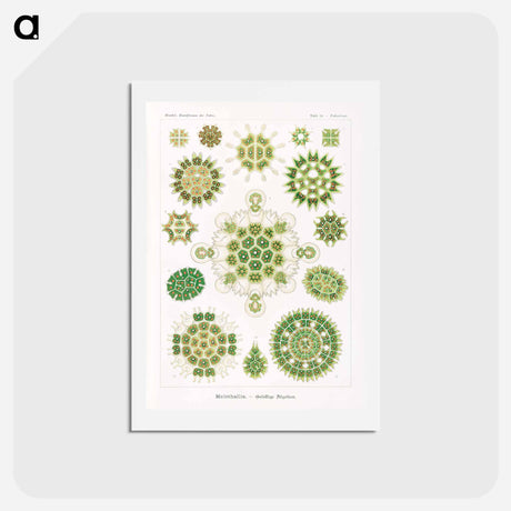 アートポストカード-Melethallia–Gesellige Algetten from Kunstformen der Natur - エルンスト ヘッケル Postcard.