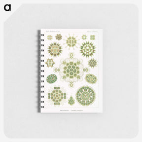 1-24_Ernst-Haeckel_memo