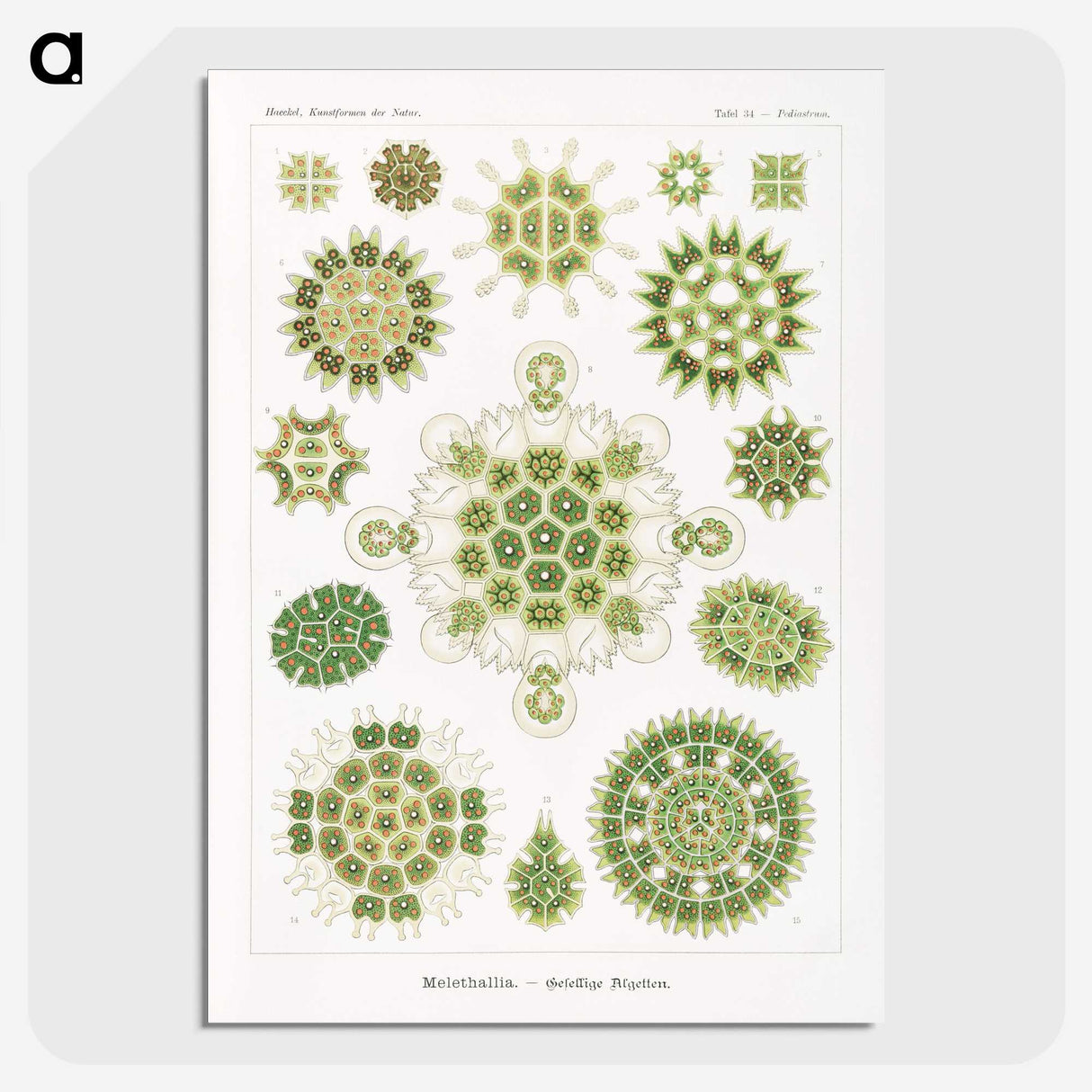1-24_Ernst-Haeckel_picture-crop