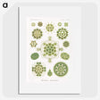 1-24_Ernst-Haeckel_picture