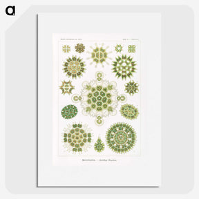1-24_Ernst-Haeckel_picture