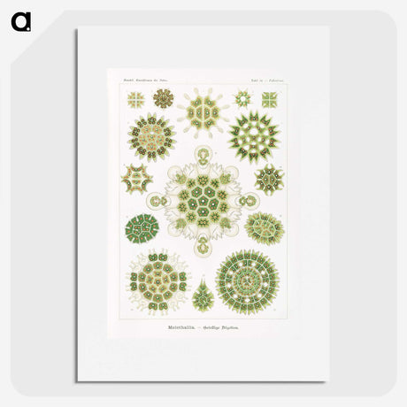 1-24_Ernst-Haeckel_picture
