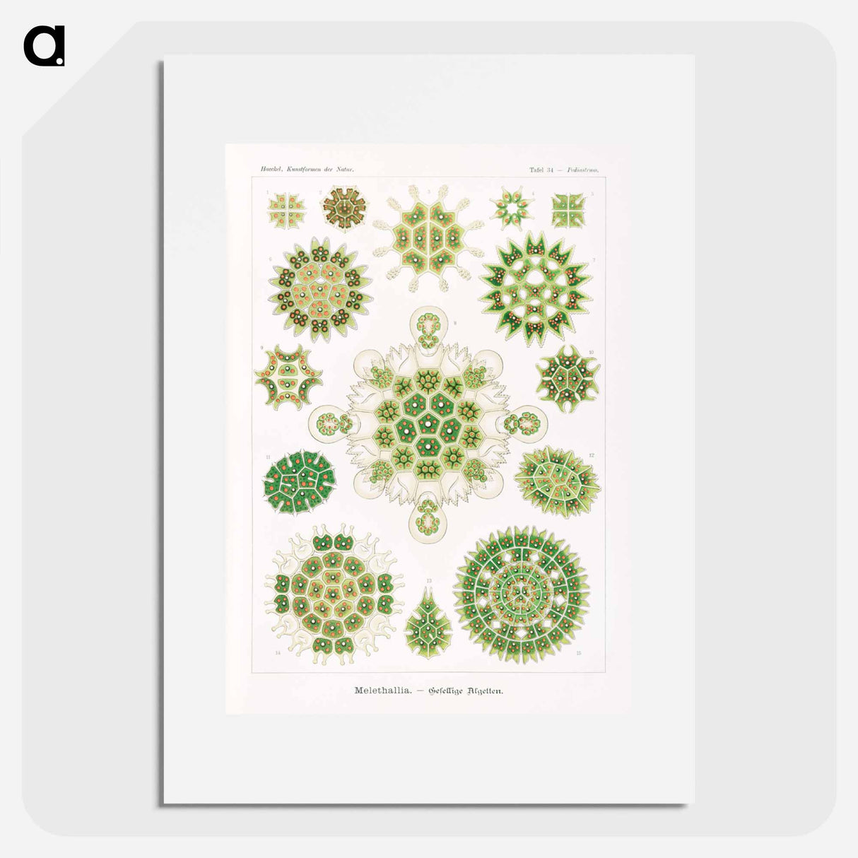 Melethallia–Gesellige Algetten from Kunstformen der Natur - エルンスト ヘッケル Poster.