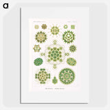 Melethallia–Gesellige Algetten from Kunstformen der Natur - エルンスト ヘッケル Poster.
