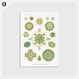 アートポストカード-Melethallia–Gesellige Algetten from Kunstformen der Natur - エルンスト ヘッケル Postcard.