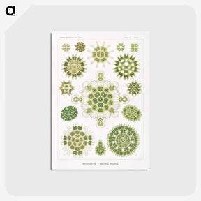 1-24_Ernst-Haeckel_postcard