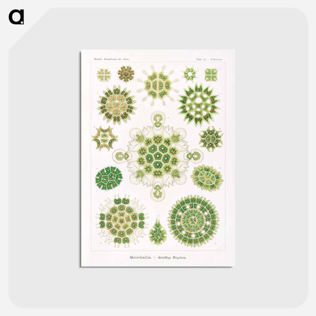 アートポストカード-Melethallia–Gesellige Algetten from Kunstformen der Natur - エルンスト ヘッケル Postcard.