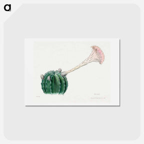 アートポストカード-Easter Lily Cactus
 - サボテン科 Postcard.