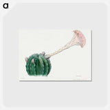アートポストカード-Easter Lily Cactus
 - サボテン科 Postcard.
