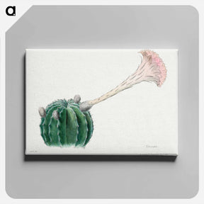 アートパネル-Easter Lily Cactus
 - サボテン科 Canvas.