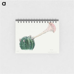 アートメモ帳-Easter Lily Cactus
 - サボテン科 Memo.