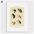 1-24_Favorite-Flies-and-Their-History_picture