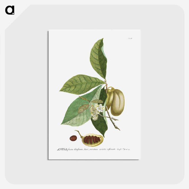 1-24_Georg-Dionysius-Ehret_postcard