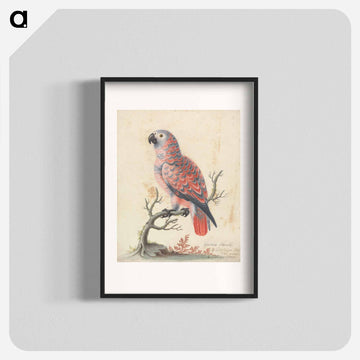 Guinea Parrot
 - ジョージ エドワーズ Poster.