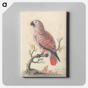 アートパネル-Guinea Parrot
 - ジョージ エドワーズ Canvas.