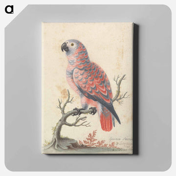Guinea Parrot
 - ジョージ エドワーズ Canvas.