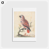 アートポストカード-Guinea Parrot
 - ジョージ エドワーズ Postcard.