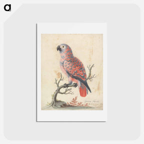 アートポストカード-Guinea Parrot
 - ジョージ エドワーズ Postcard.
