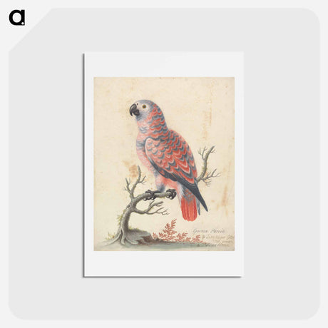 アートポストカード-Guinea Parrot
 - ジョージ エドワーズ Postcard.