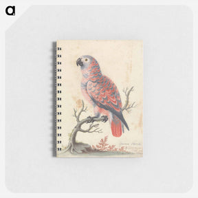 アートメモ帳-Guinea Parrot
 - ジョージ エドワーズ Memo.