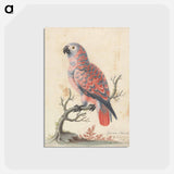 アートポストカード-Guinea Parrot
 - ジョージ エドワーズ Postcard.