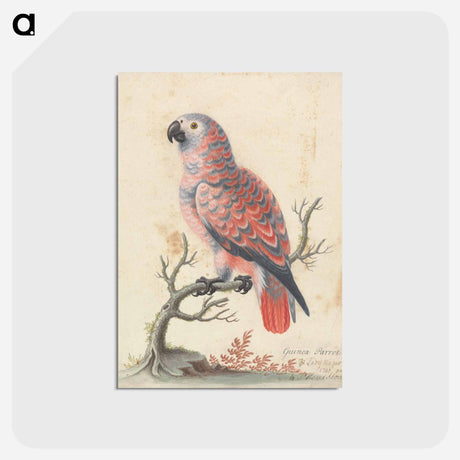 アートポストカード-Guinea Parrot
 - ジョージ エドワーズ Postcard.