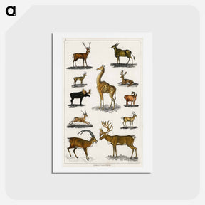 アートポストカード-Antlered Animals
 - ゴールドスミスの生き生きとした自然 Postcard.