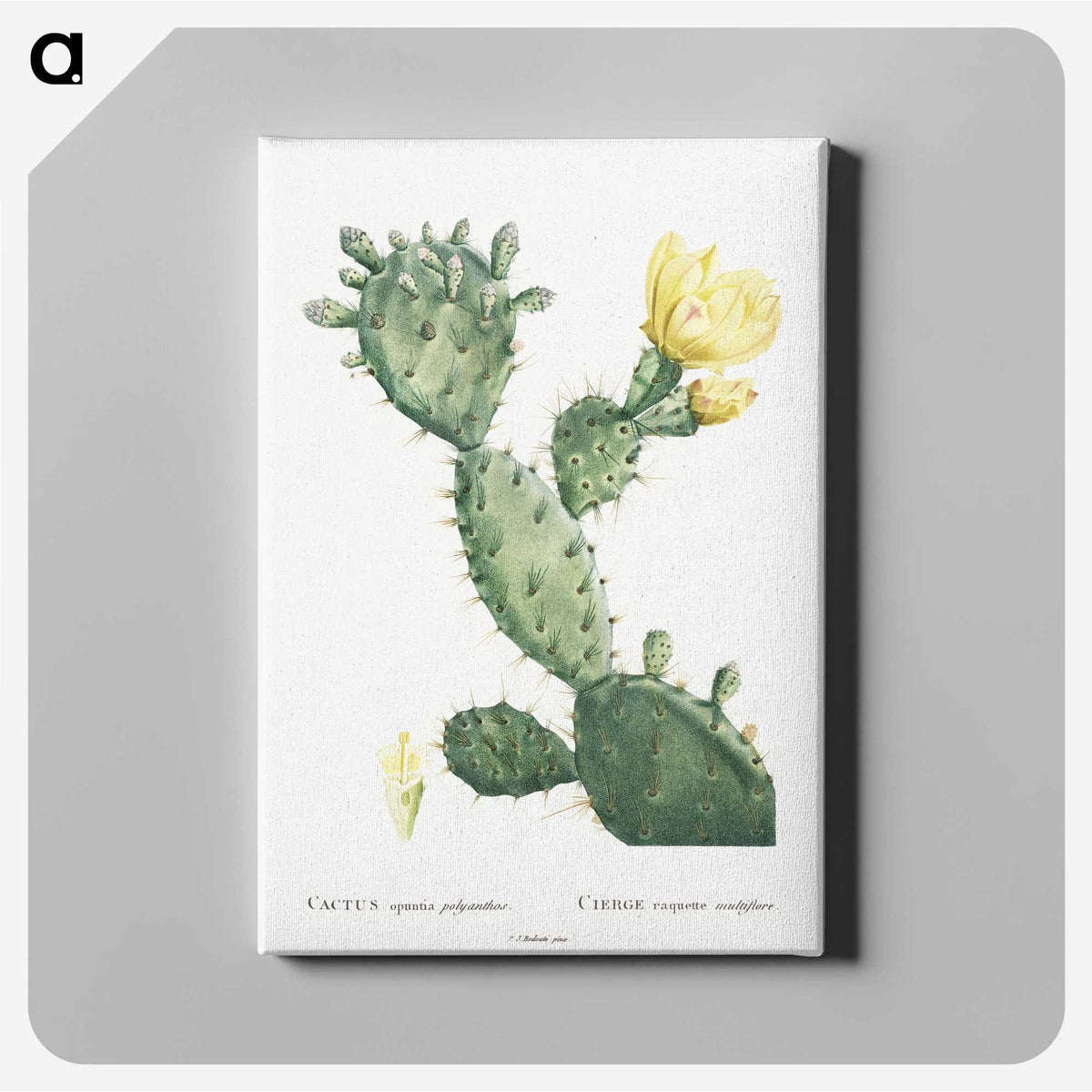 1-24_Histoire-des-Plantes-Grasses_canvas