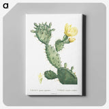 1-24_Histoire-des-Plantes-Grasses_canvas