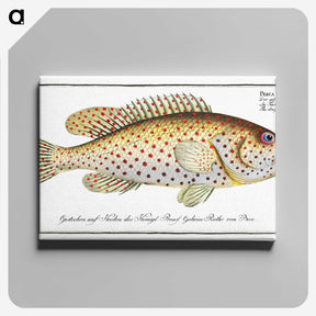 1-24_Ichtyologie-ou-Histoire-naturelle_canvas