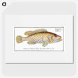 1-24_Ichtyologie-ou-Histoire-naturelle_picture