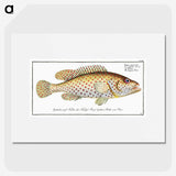 1-24_Ichtyologie-ou-Histoire-naturelle_picture