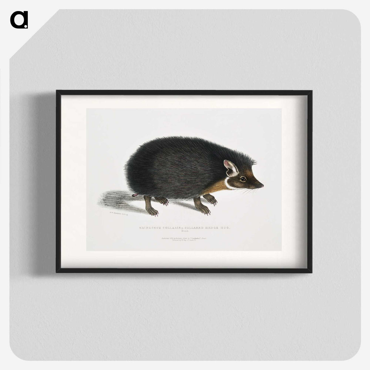 1-24_Indian-Zoology_blk